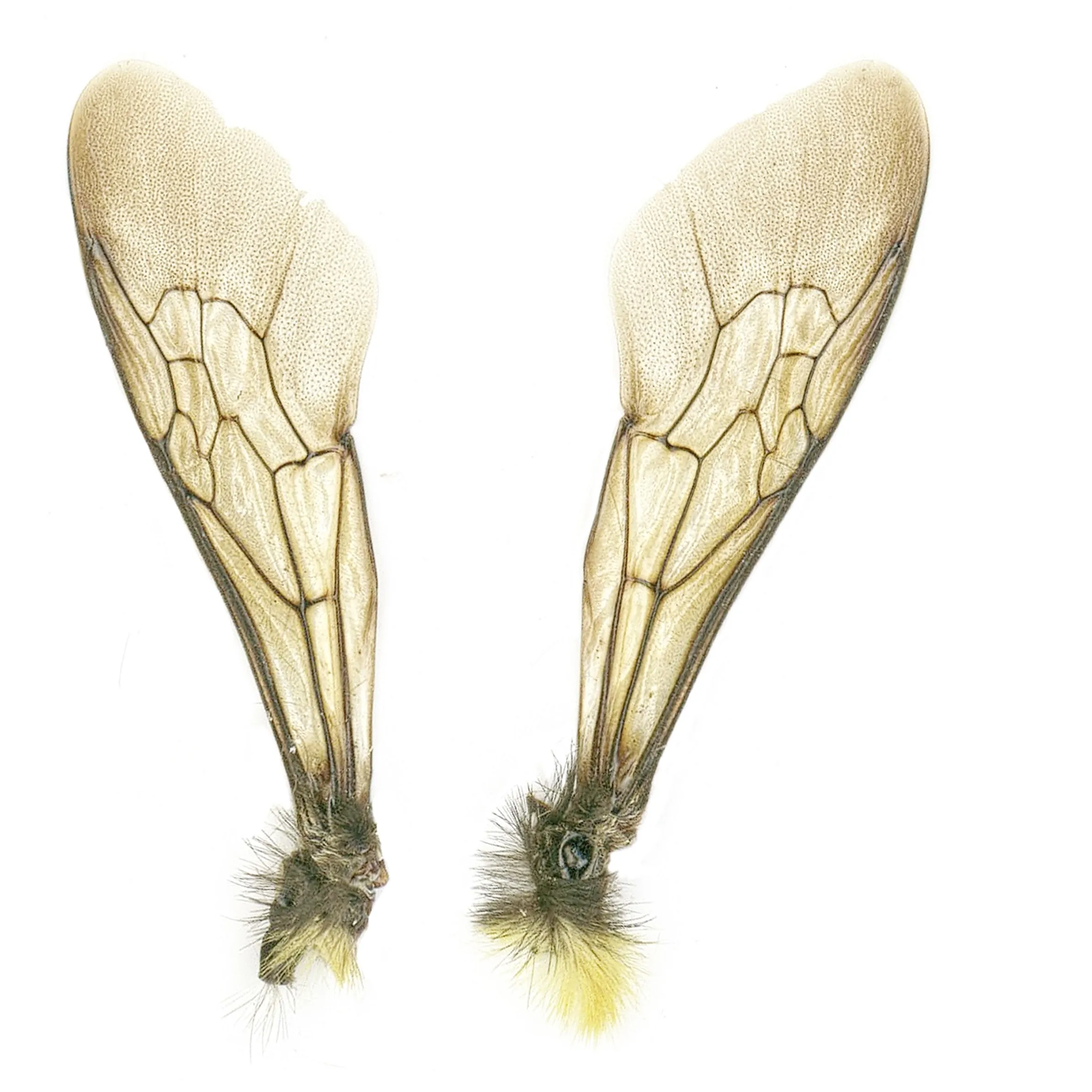 Close up of bees' wings